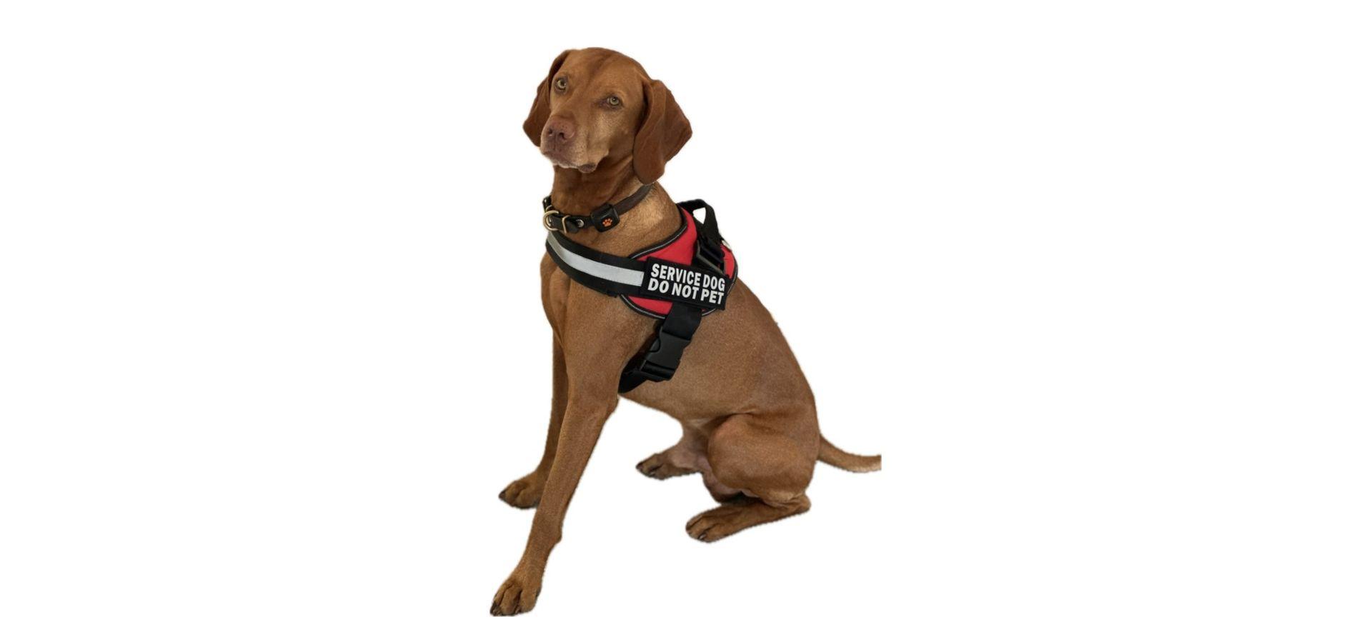 Psychiatric Service Dog in Service Dog Vest