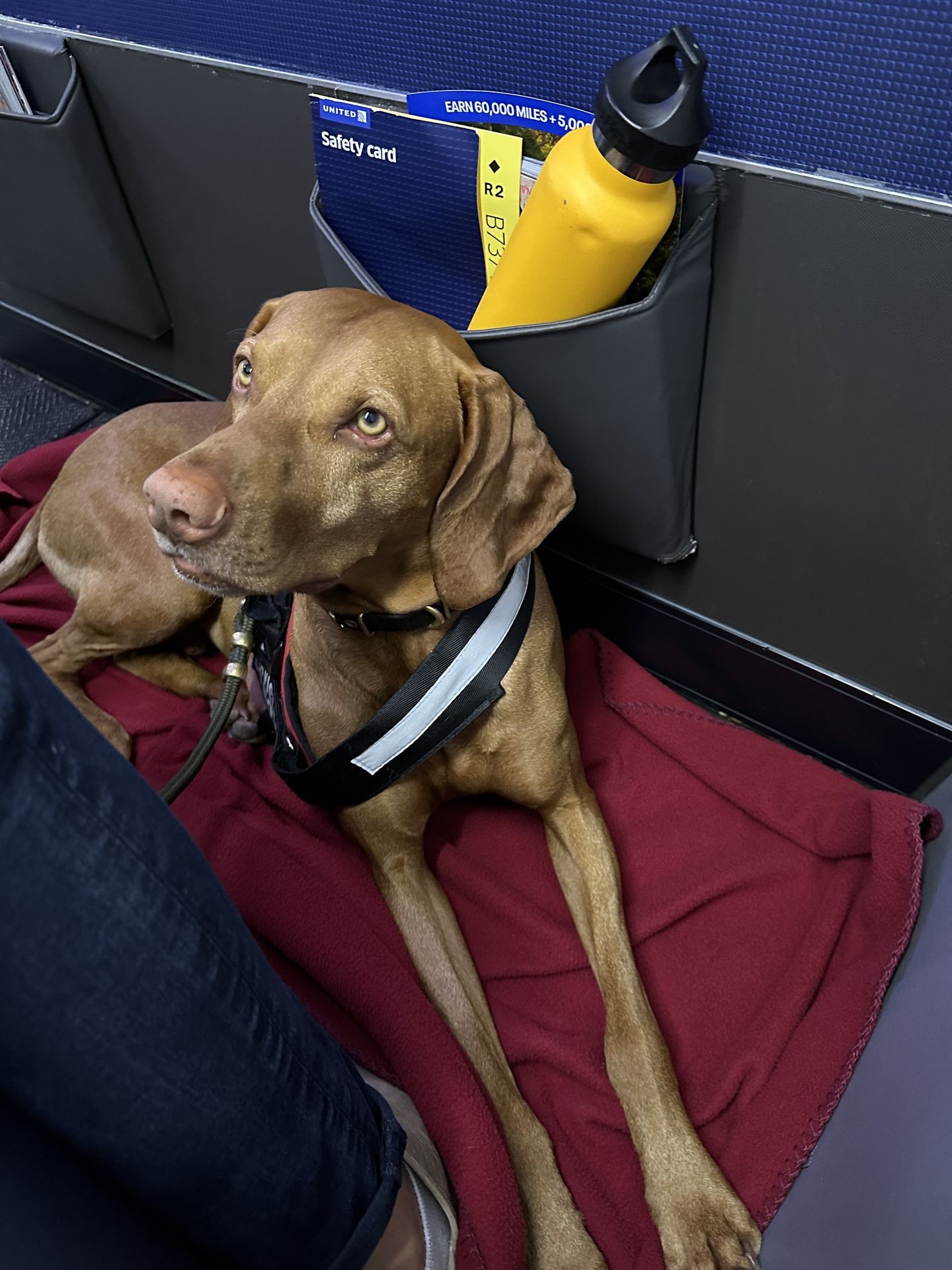 Traveling with a service dog in plane in service dog vest