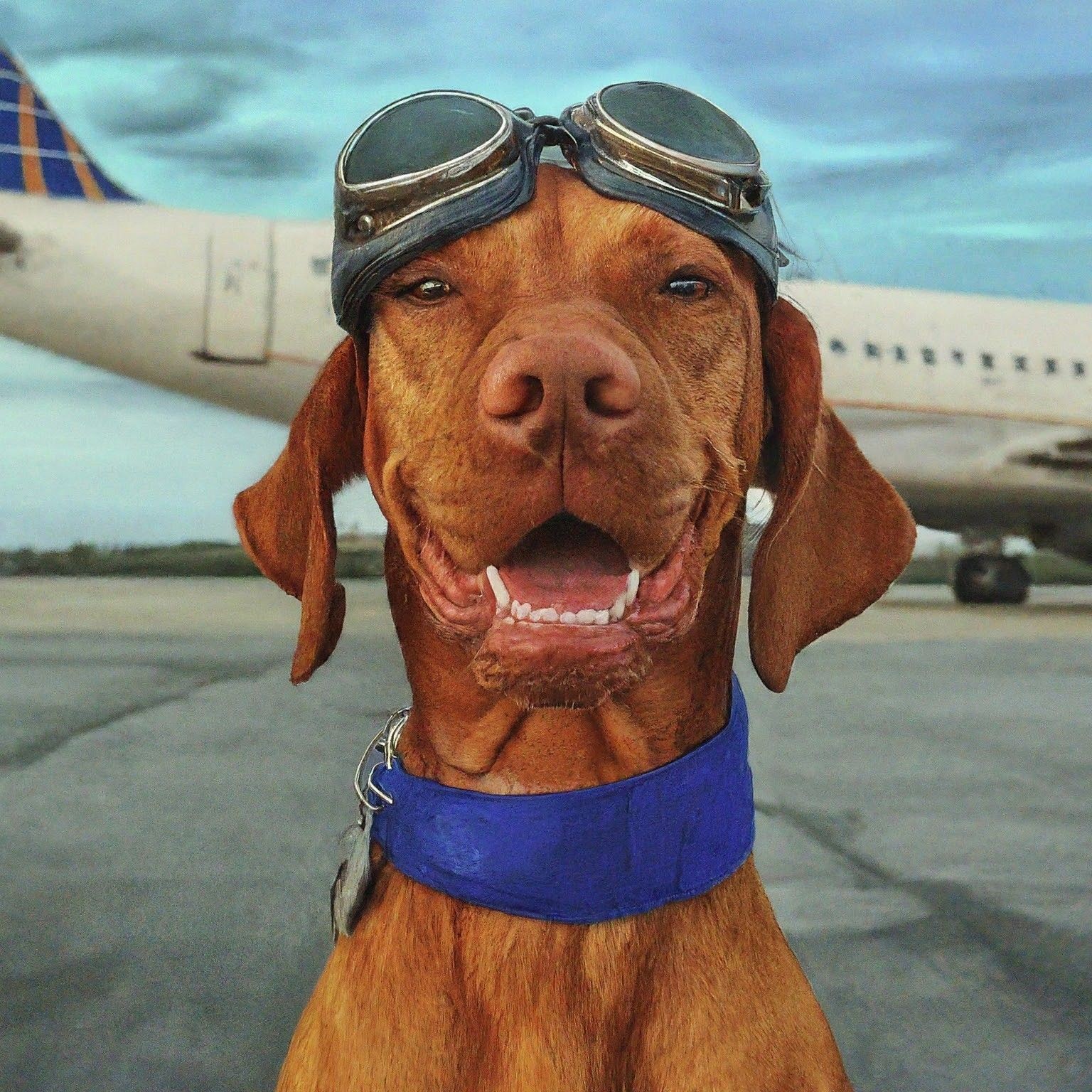 Viszla service dog with plane goggles on in front of a plane