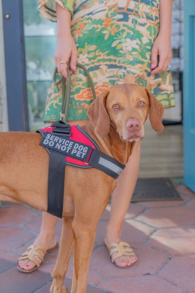 Service dog training in service dog vest 