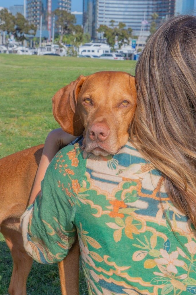 service dog providing comfort and support to owner outside in the park