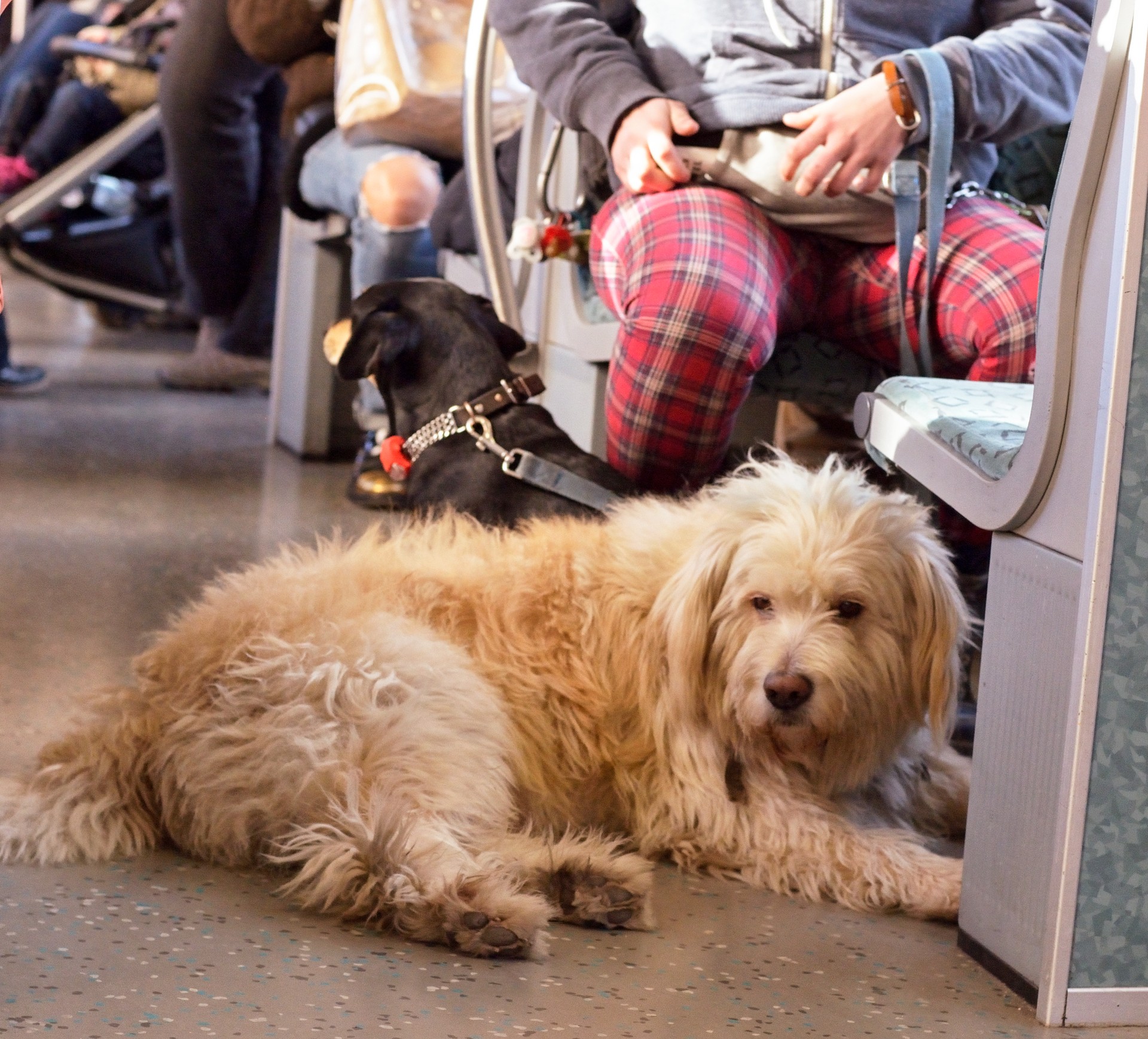 Tired dog in a train