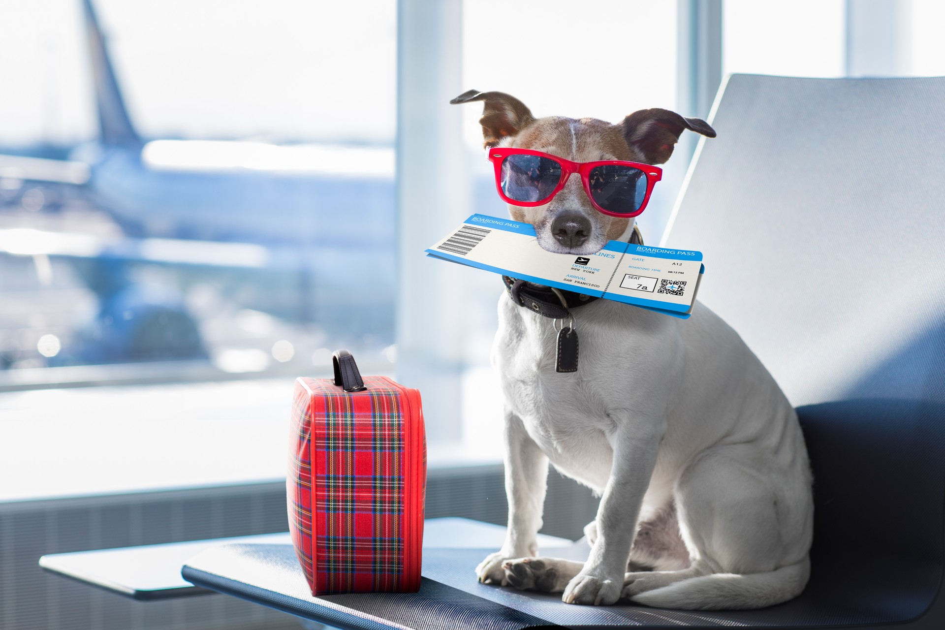 service dog in airport terminal on vacation