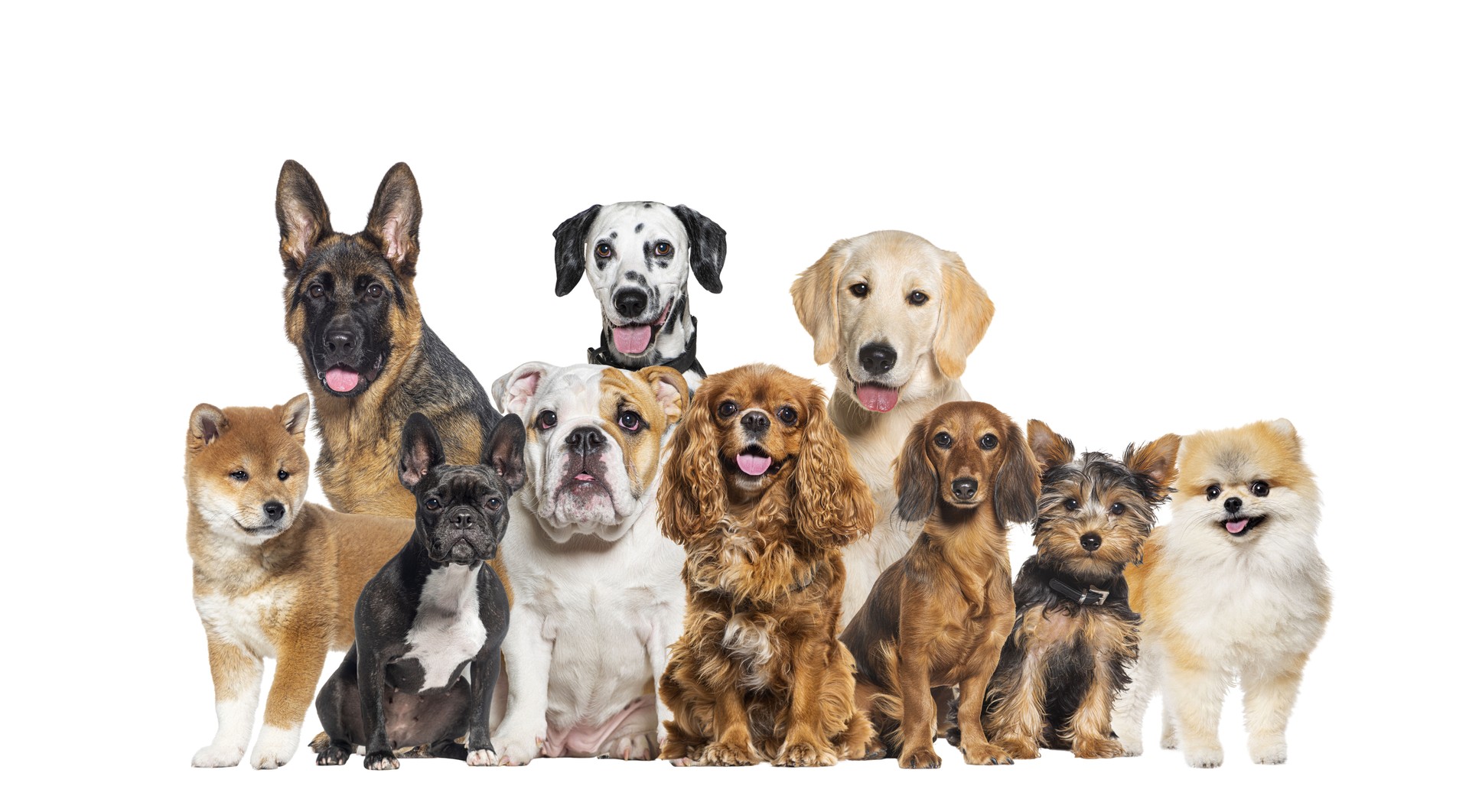 Group of dogs of different sizes and breeds looking at the camera, some cute, panting or happy, in a row, isolated on white