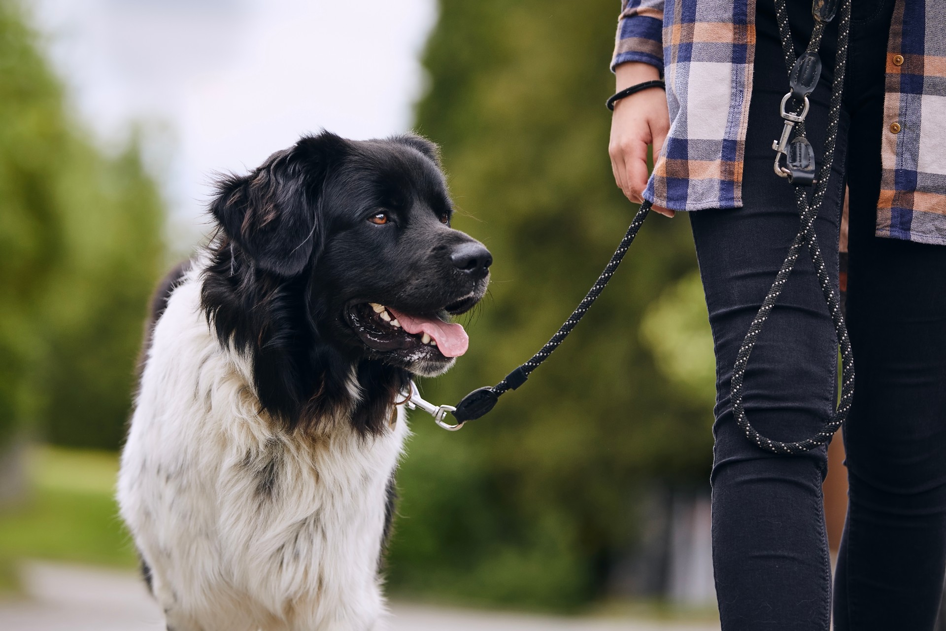 Happy Czech mountain dog walking on pet leash