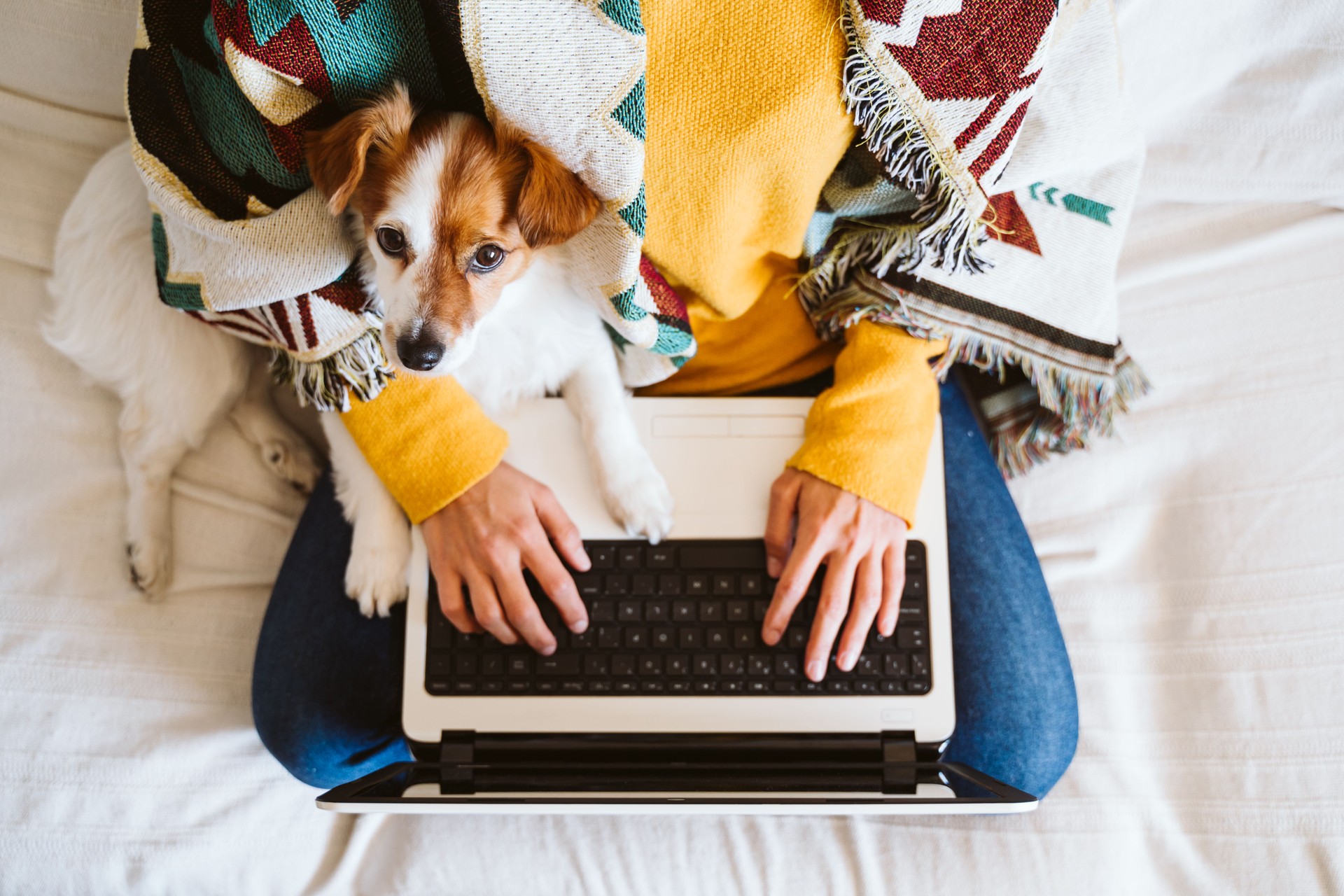 young woman working on laptop at home, sitting on the couch, wearing protective mask. Cute small dog besides. Stay home concept during coronavirus covid-2019