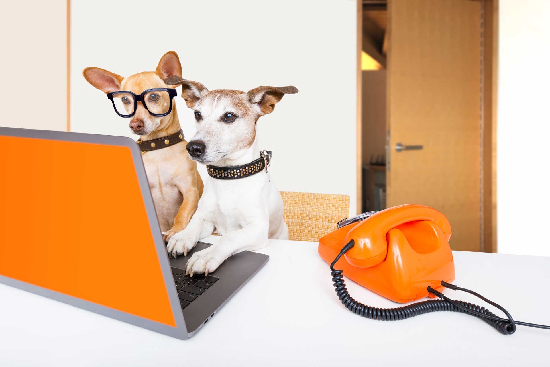 boss management dogs in office