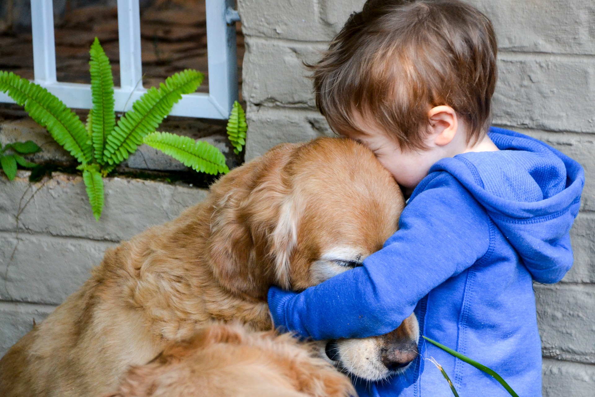 Little Boy Hugging His Dog - Golden Retriever