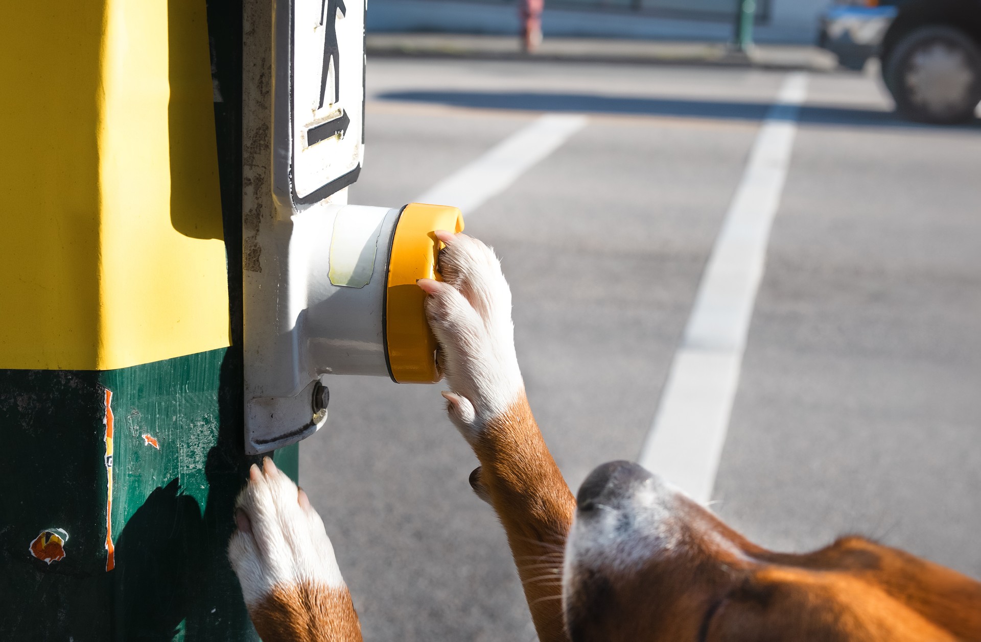 Dog pushing button with paw.